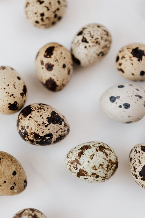 12-Egg Quail Cartons For Full Dozen Eggs - Grey Flat Top Carton