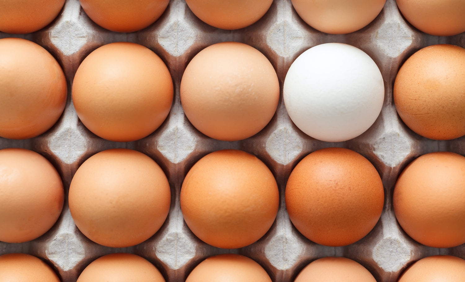 Chicken Eggs on Egg Tray